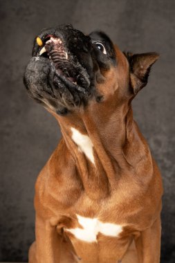 Köpek yakın mesafeden yiyecek yakalar.