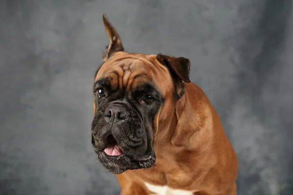 Portré egy német bokszoló fajta kutya egy sötét háttér — Stock Fotó