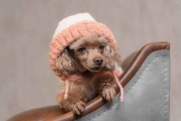 Un perro pequeño está acostado en una silla de cuero —  Fotos de Stock