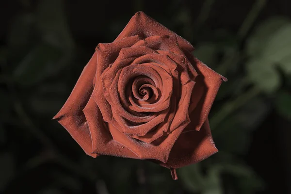 Hermosa flor de rosa roja sobre un fondo oscuro — Foto de Stock