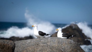 Denizdeki martılar ve kayalar