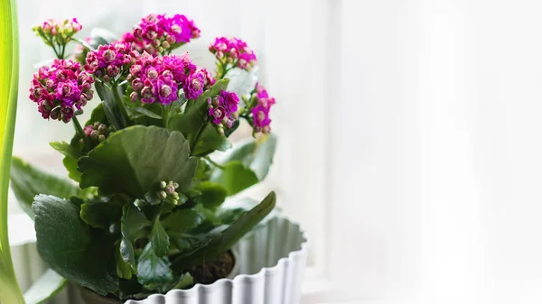 Kalanchoe Blossfield w garnku przy oknie z miejscem na tekst — Zdjęcie stockowe