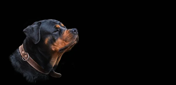 Cabeza de un perro de raza Rottweiler sobre un fondo oscuro - retrato, mirando con alerta a la distancia, enfoque selectivo — Foto de Stock
