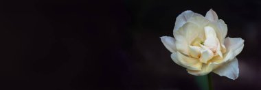 Bir Terry White-Pembe lale ile pankart biçiminde koyu bir arkaplan üzerinde metin için bir yer