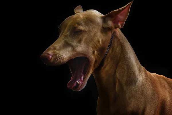Perro bostezos faraón raza sobre fondo oscuro — Foto de Stock