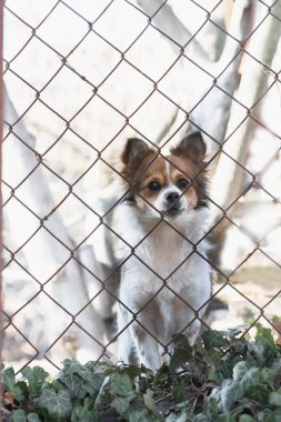 Beyaz-kırmızı köpek bir çitin arkasındaki bölgeyi koruyor.