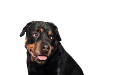 Beyaz bir arka planda köpek cinsi Rottweiler - ilgiyle uzaklığa bakan bir portre, seçici bir odak