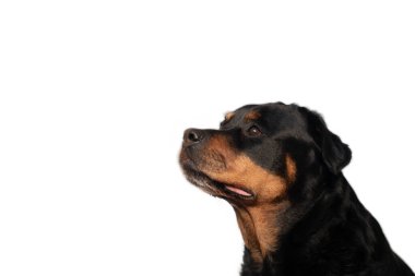 Rottweiler beyaz arka planda bir köpek yetiştiriyor. İlgili ve seçici bir şekilde uzaklığa bakan bir portre.
