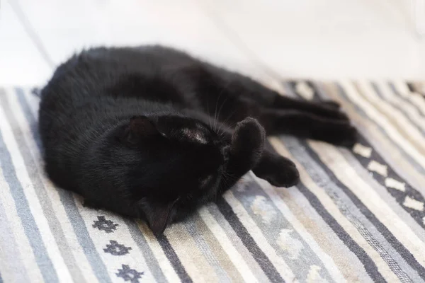 Μαύρη γάτα βρίσκεται σε ένα γκρι χαλί στην άνεση, ξεκουράζεται και πλένει, — Φωτογραφία Αρχείου