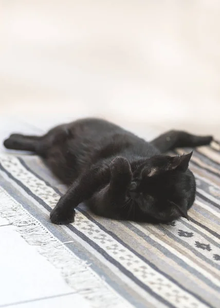 Μαύρη γάτα βρίσκεται σε ένα γκρι χαλί στην άνεση, ξεκουράζεται και πλένει, — Φωτογραφία Αρχείου