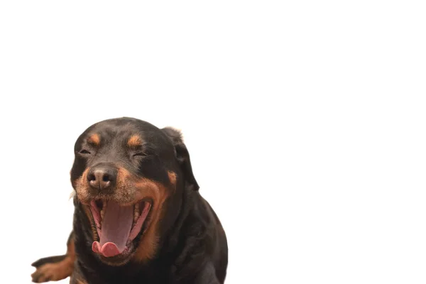 Dog Rottweiler sobre um fundo branco - retrato, com um bocejo, engraçado, foco seletivo — Fotografia de Stock