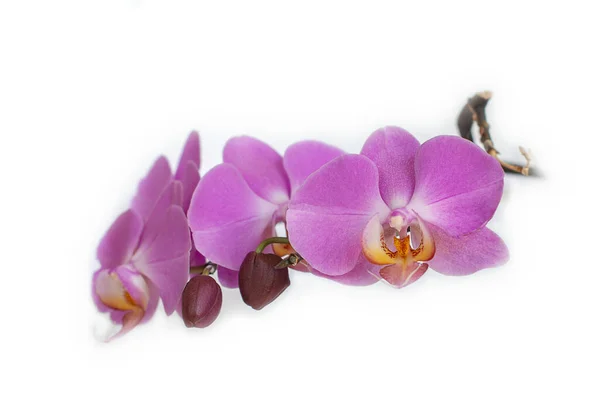 Rosa Phalaenopsis Orquídea flor no inverno ou primavera dia jardim tropical isolado no fundo branco. — Fotografia de Stock