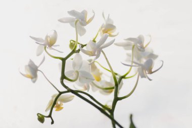 Beyaz orkidelerin güzel bir dalı güneş ışınlarıyla beyaz bir arkaplanda izole edilmiş.