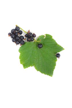 Beyaz arka plan olgunlaşmış ve olgunlaşmış büyük siyah frenk üzümü yapraklı seçici bir odak noktası