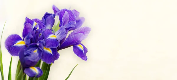 青の虹彩と花の背景選択的フォーカス ストック写真
