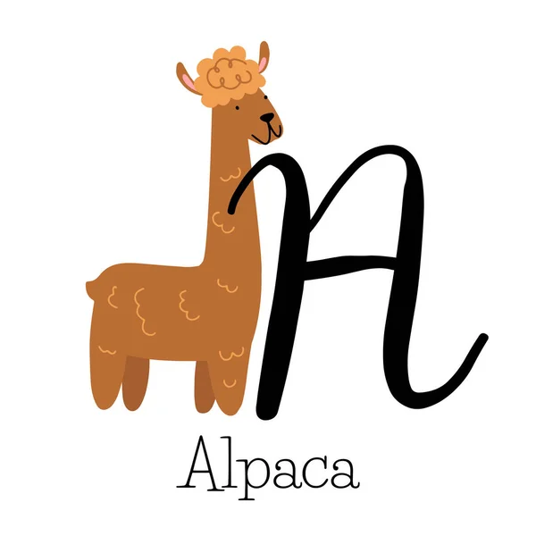 Capital Letter Alpaca Fluffy Long Neck Alpaca Childish Alphabet Name — Stock Vector