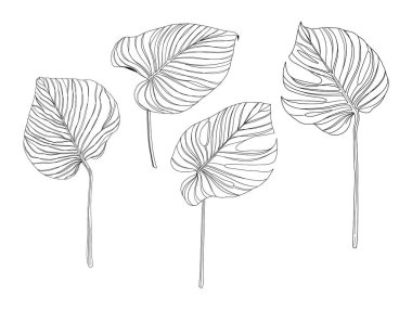 El çizimi doğrusal palmiye yaprakları, beyaz arkaplanda izole edilmiş, çizim vektörü illüstrasyonu