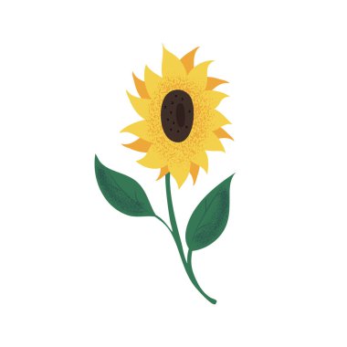 Hand drawn sunflower on stem with leaves, flat style vector illustration with grainy texture, isolated on white