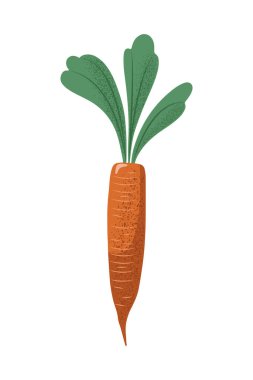 El çizimi havuç ve yapraklar düz dokulu, vektör çizimi beyaz arkaplanda izole edilmiş.