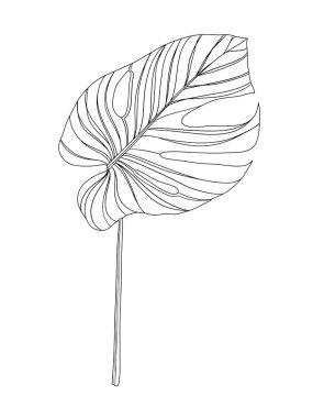 Hand drawn delicate linear Monstera palm plant leaf, isolated on white background, contour vector illustration
