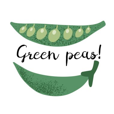 Opened and closed green peas pods with grainy texture. Hand drawn vector illustration in flat style