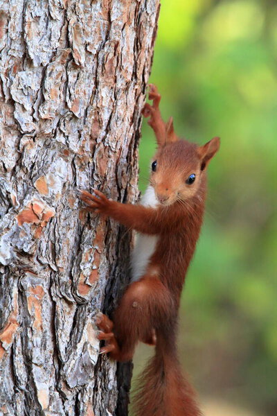 Red squirrel clinging to the trunk of a pine looking directly at the camera