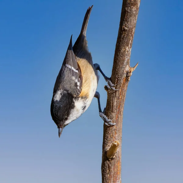 Coal Tit Perched Tree Branch Looking Clear Blue Sky Background — Stock fotografie