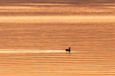 Bir ördek (sadece onun silueti tahmin edilebilir), İspanya 'daki La Albufera de Valencia gölünü geçer günbatımının altın saatinde.
