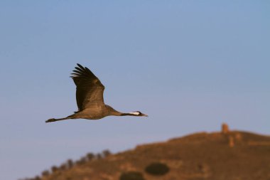 Yetişkin bir vinç (Grus grus) mavi gökyüzünde uçar