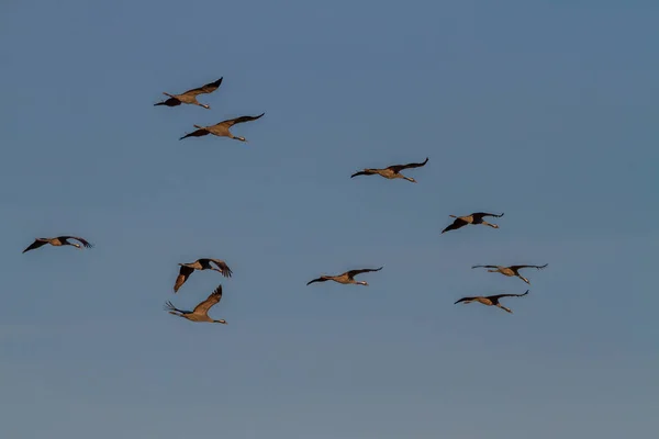 Gruppe Der Kraniche Grus Grus Fliegen Ihrer Typischen Formation — Stockfoto