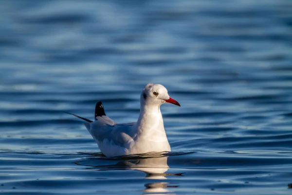 Slender Billed Gull Chroicocephalus Genei Swims Water Albufera Lake Valencia — Stock Photo, Image