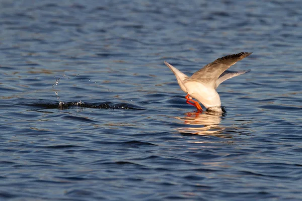 Gaivota Bico Delgado Chroicocephalus Genei Que Pesca Água Lago Albufera — Fotografia de Stock