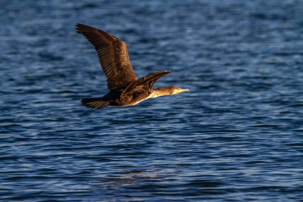 Kormoran Phalacrocorax Carbo Fliegt Über Das Wasser Des Sees Albufera — Stockfoto