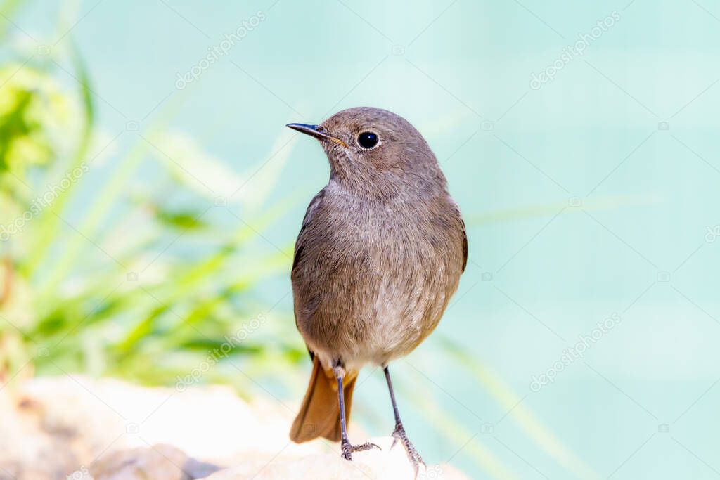 Female Black redstart (Phoenicurus ochruros) perched on a rock next to a stream with a clear background
