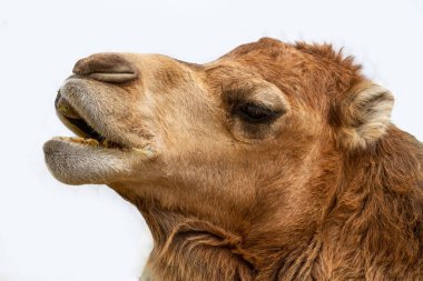 Kahverengi dromedary kafası çöl vahasında