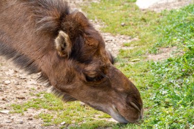 Kahverengi dromedary kafası çöl vahasında ot yiyor.