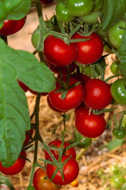 Çalılarında toplanmaya hazır kiraz domatesleri var.
