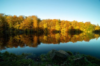 Sarı sonbahar ormanı mavi göle yansıyor
