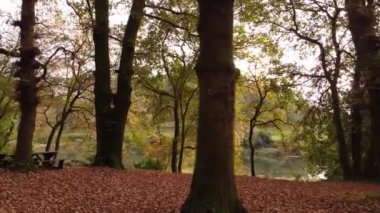 Park 4K 02 'de yürümek