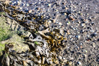 Plaj kum doğası dokusu