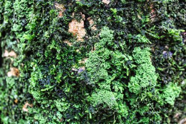 Islak orman doğa ağacı açık hava ahşap dokusu