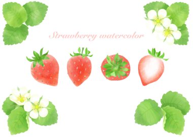 Çilek illüstrasyon malzemesi, elle boyanmış, suluboya.