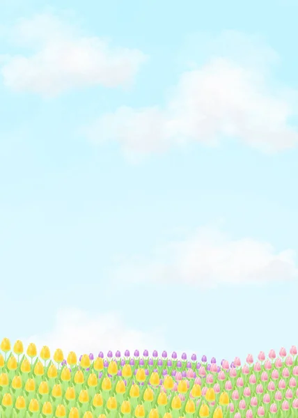 Пейзаж Голубого Неба Тюльпанных Полей — стоковое фото