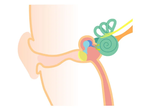 Kulak yapısı ve kesiti