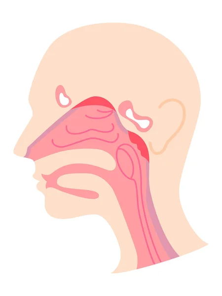 Illustrate Structure Cross Section Nose — Stockvector