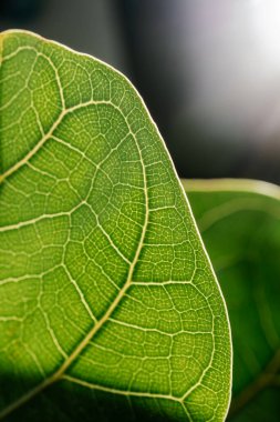 Ev bitkisinin yaprağı yakında..