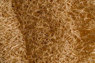 Bej lifinin dokusu, doğal sünger, yakın plan..