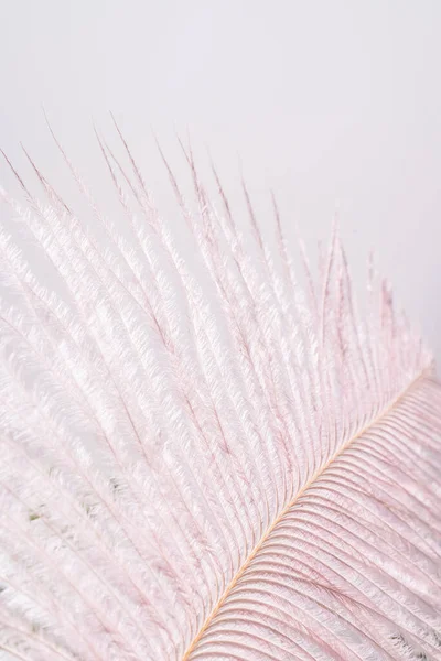 Flor seca decorativa sobre um fundo branco. — Fotografia de Stock