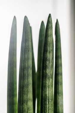Sansevieria silindirik yakın plan ışık. Soyut doğal arkaplan.