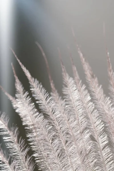 Dekoratif kurumuş çiçek. Kompozisyon Detayları. Makro.